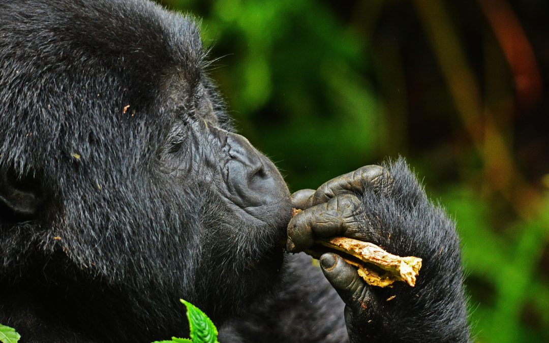 10-day Uganda’s ultimate safari of nature, wildlife, and community