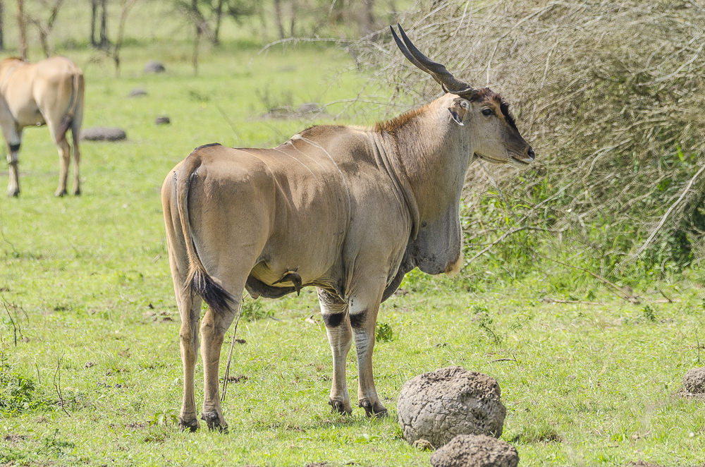 7-day Murchison falls big 5, chimps & gorilla tracking