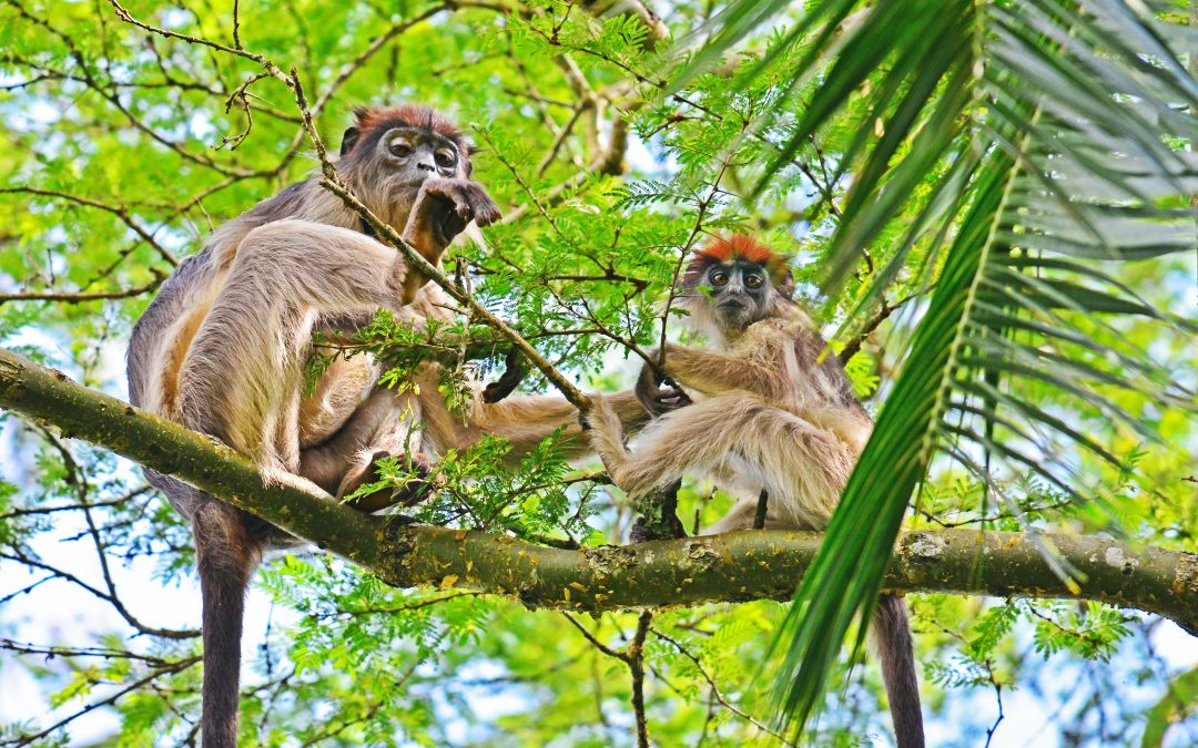 7-day Murchison falls big 5, chimps & gorilla tracking
