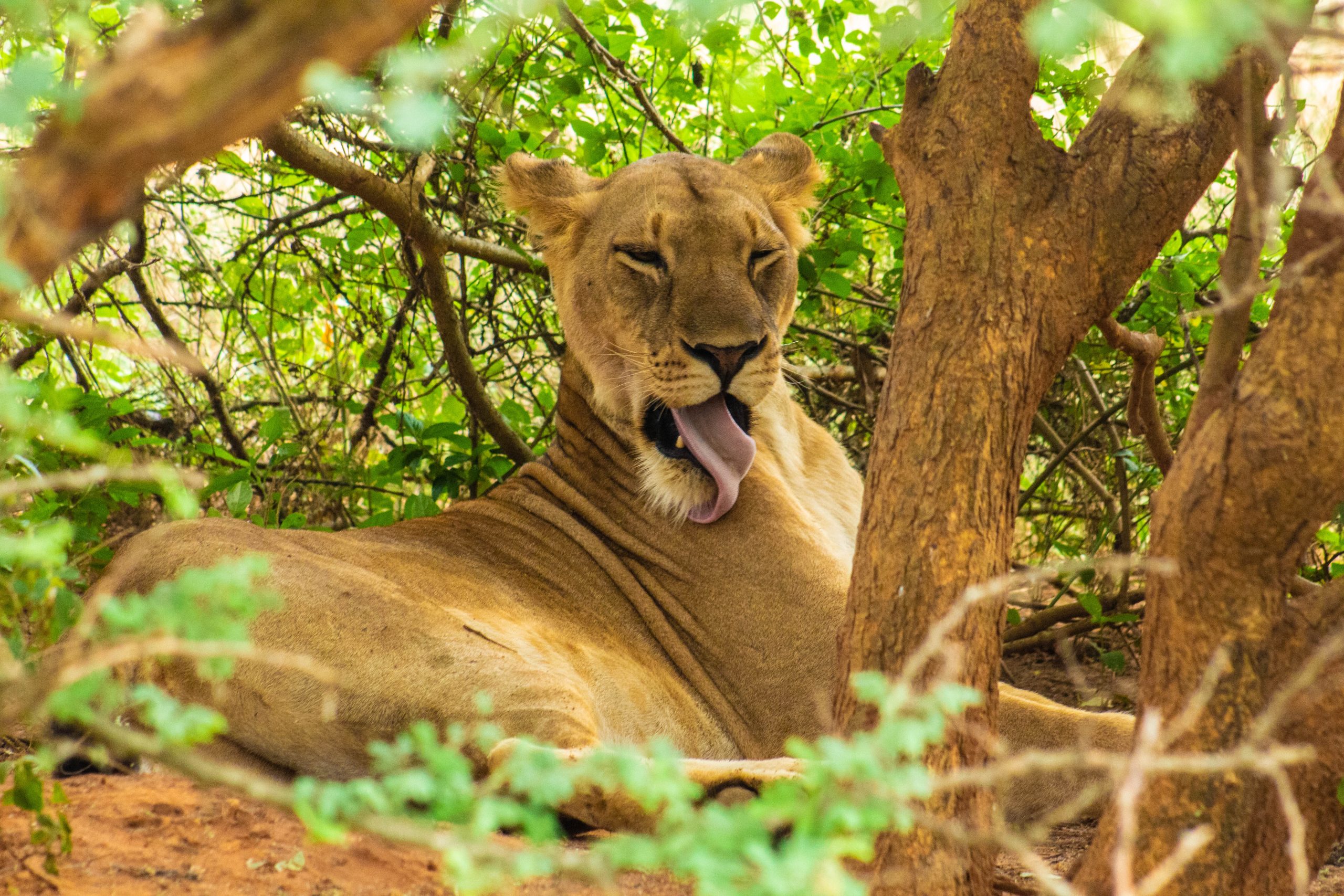 image_murchison_falls_national_park