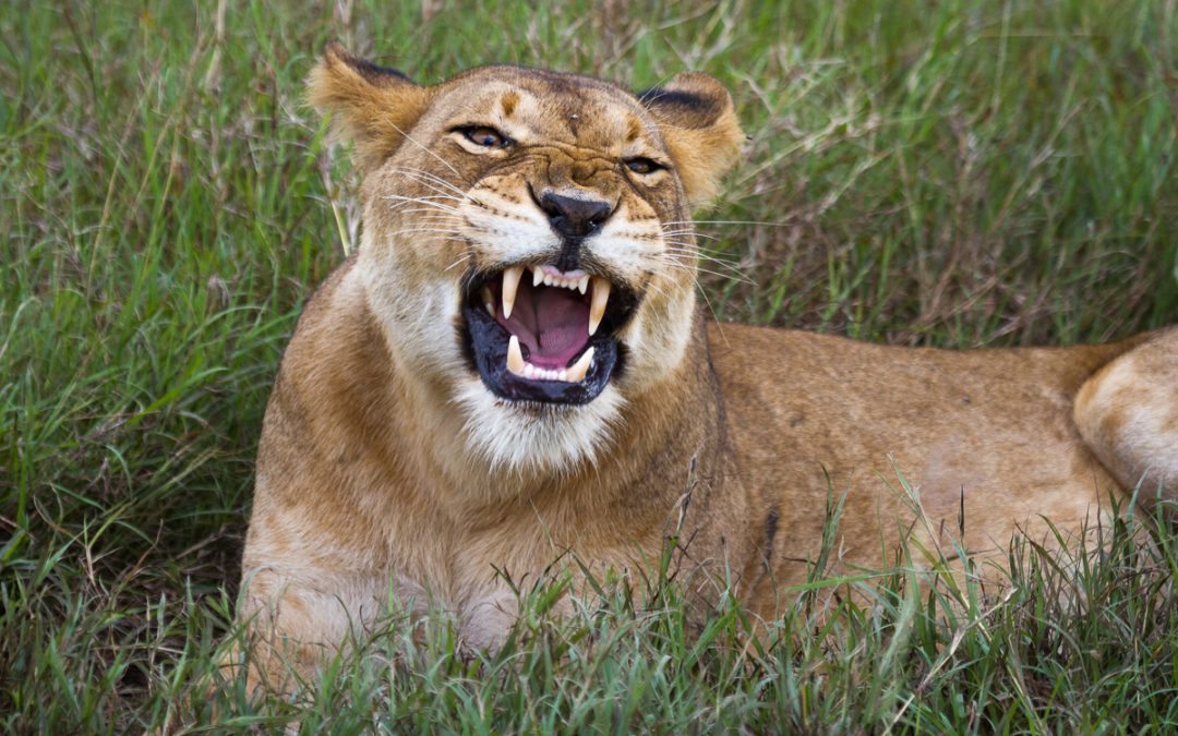 6 days budget-friendly tour of Uganda’s wildlife and primates