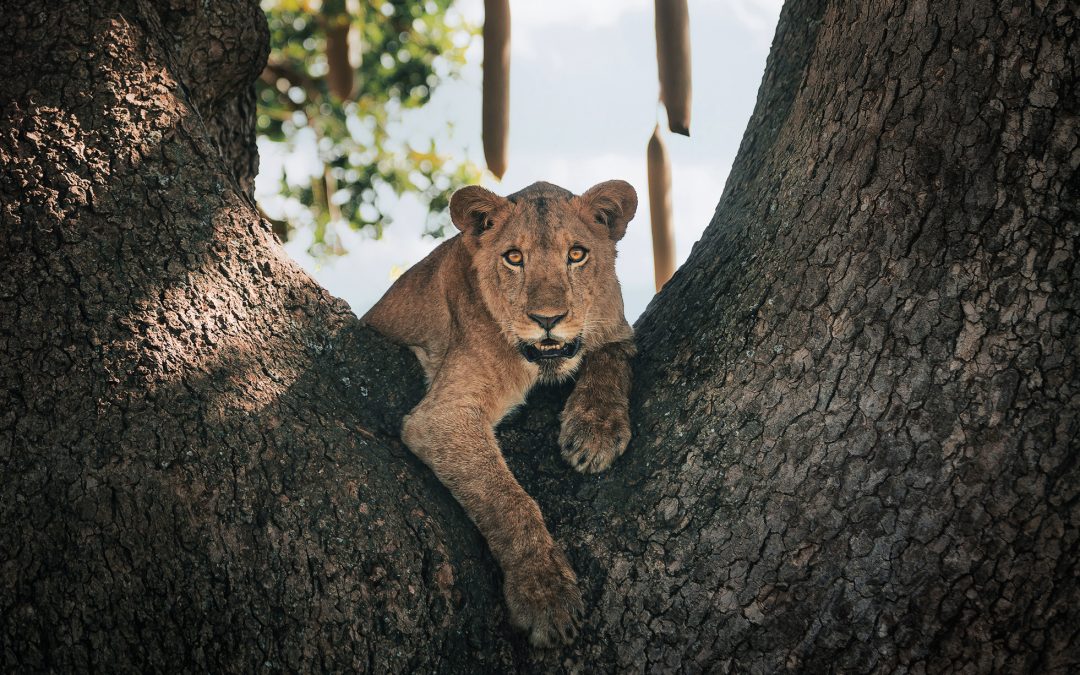 8 days budget-friendly tour of Uganda primates & wildlife with community immersions