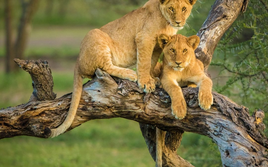 5 days Queen Elizabeth wildlife & primates & tree climbing lions of Ishasha