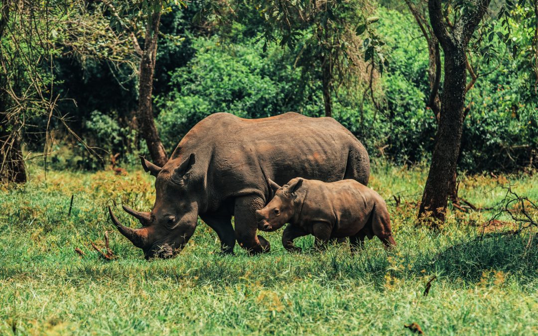 4 Days Murchison Falls Big 5 and Chimpanzee Safari