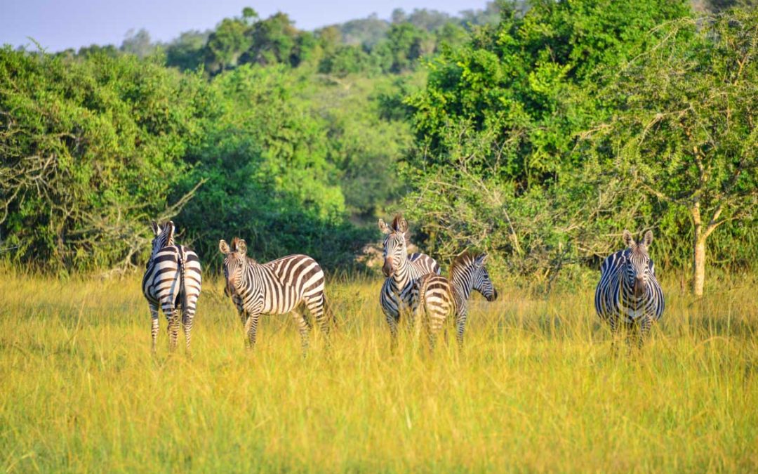 13 days of unmatched experiences of Uganda’s nature, attractions and activities