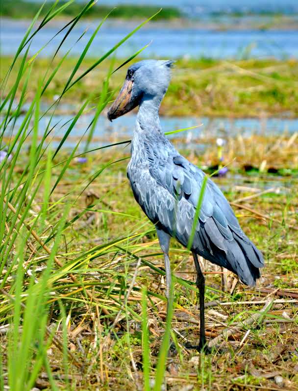 image_gorilla_in_mgahinga