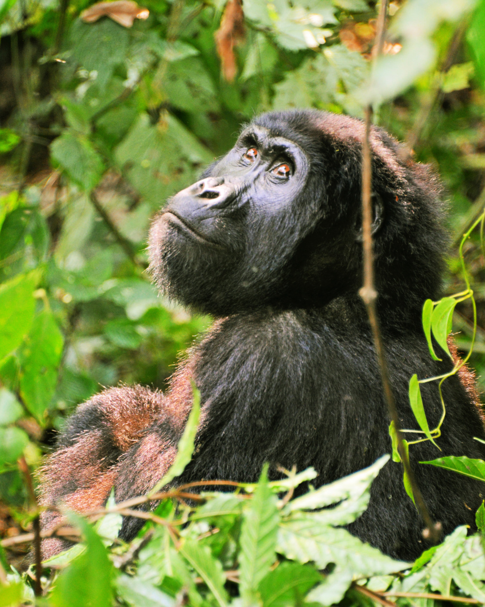 Kange Safaris homepage gorilla image_gorilla_in_bwindi_impenetrable_national_park_kange_safaris