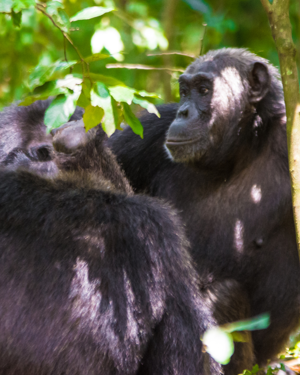 Kange Safaris kibale chimp copy
