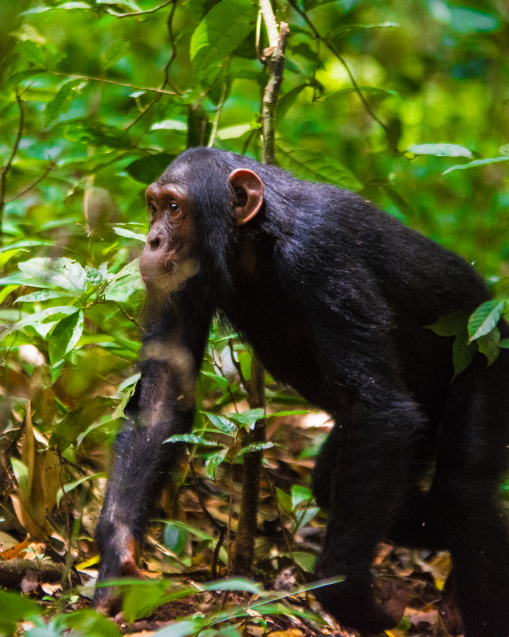 image_chimpanzee_in_kibale_forest