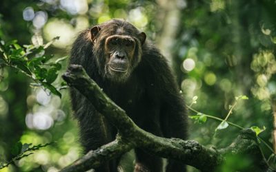 5 days chimpanzee & mountain gorilla tracking safari in Uganda